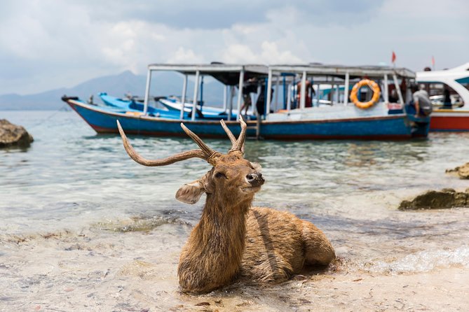 Snorkeling & Trekking at West Bali National Park - Day 1 at Menjangan Island: The Boat Ride and Why Two Snorkel Stops Help