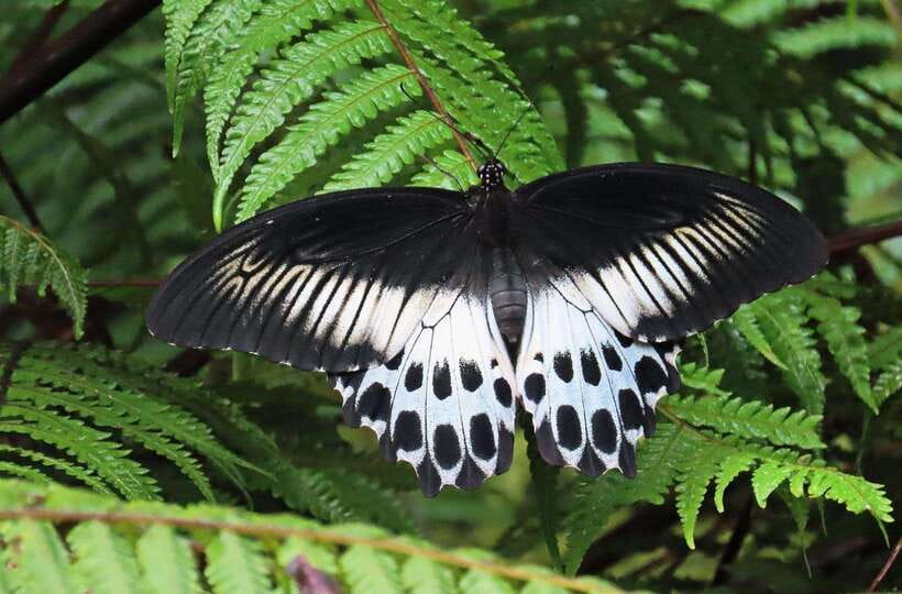 Sri Lanka : Sinharaja Rainforest Guided Trek with Pickup - Key things that make this trek work