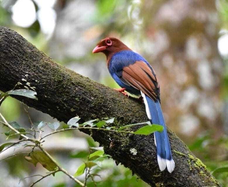 Sri Lanka : Sinharaja Rainforest Guided Trek with Pickup - Who this trek is best for (and who should skip it)