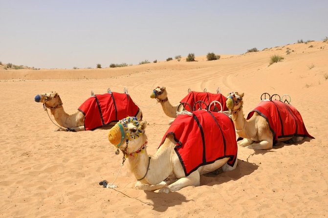 Sunset Camel Trek & Red Dunes Safari with BBQ at Al Khayma Camp From Dubai - Key Things You’ll Notice on This Desert Evening