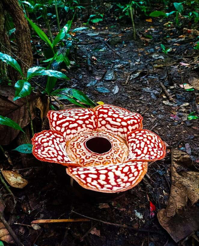 Tambunan: Rafflesia Flower Trekking with Rustic Lunch - Key things that make this trek worth your time