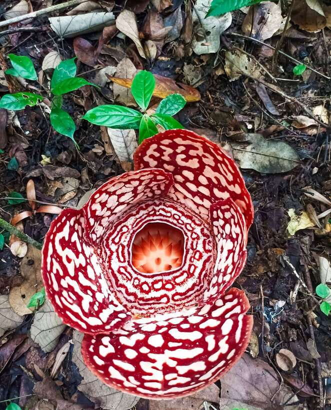Tambunan: Rafflesia Flower Trekking with Rustic Lunch - Rafflesia in Tambunan: the world’s biggest flower, minus the usual plant look