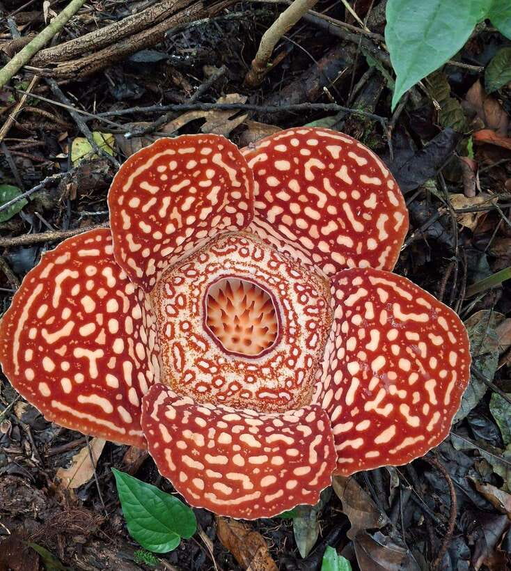 Tambunan: Rafflesia Flower Trekking with Rustic Lunch - The 30-minute info visit: what you learn before you hike