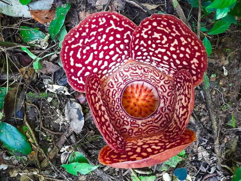 Tambunan: Rafflesia Flower Trekking with Rustic Lunch - Weather and bloom timing: how to plan so the day stays fun