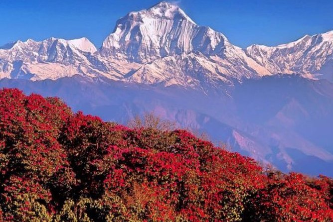 The Best of Nepal : 5-Day Trek to Ghorepani Poon Hill & Ghandruk - Lodges, Meals, and the Real-Life Rhythm of “Included” Food
