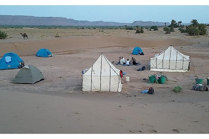 The secret of the camel trekking desert - Key reasons this camel trekking desert trip works
