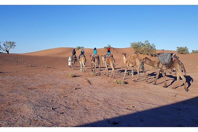 The secret of the camel trekking desert - Erg Ezzahar: another half-day walk, then back to the camp rhythm