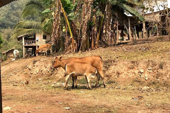 The Ultimate Hiker’s Choice - 5 days forest trek with homestay and camping - Day 3: salt lick country and a lighter pace that still keeps you present