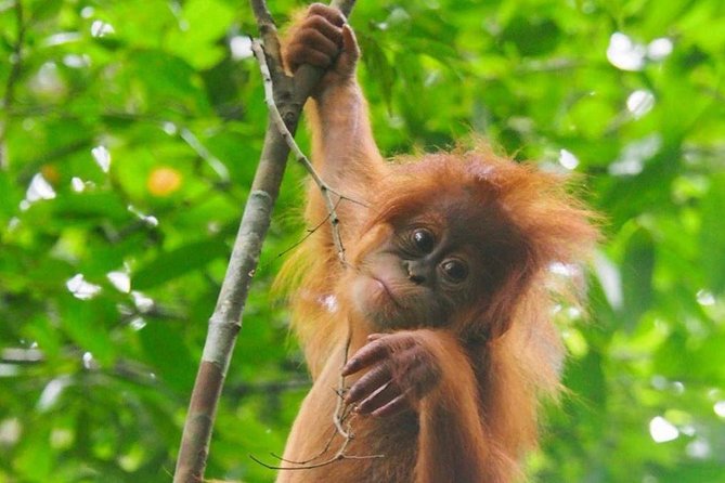 TOUR PACKAGE (jungle trekking, taxi, Room) 4 DAYS 3 NIGHTS in BUKIT LAWANG - Why Bukit Lawang and Gunung Leuser belong on your Sumatra list