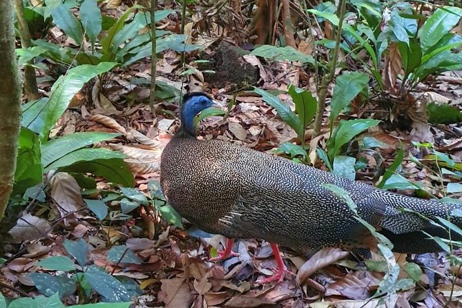 TOUR PACKAGE (jungle trekking, taxi, Room) 4 DAYS 3 NIGHTS in BUKIT LAWANG - Day 2 Gunung Leuser National Park: your orangutan hunt day