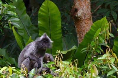 TOUR PACKAGE (jungle trekking, taxi, Room) 4 DAYS 3 NIGHTS in BUKIT LAWANG - Day 1 in Bukit Lawang: medan pickup, car transfer, and settling in