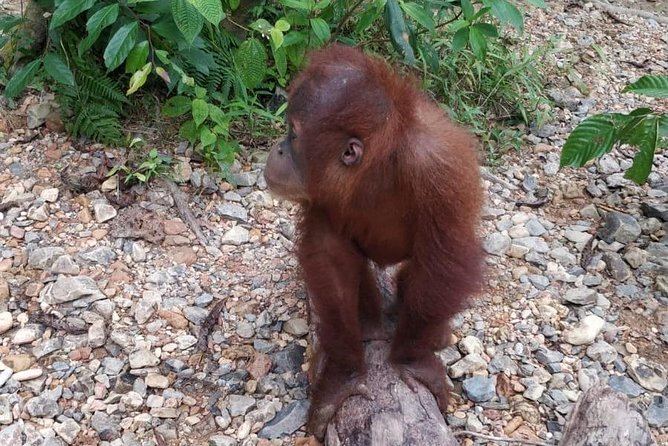 TOUR PACKAGE (jungle trekking, taxi, Room) 4 DAYS 3 NIGHTS in BUKIT LAWANG - Camping night in the rainforest edge: gear, mosquito nets, and included meals