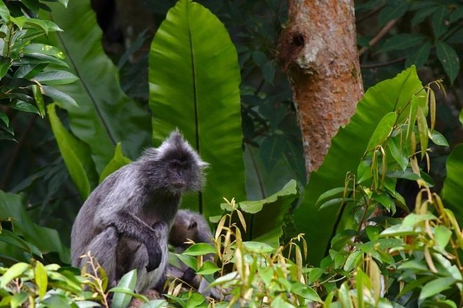 TOUR PACKAGE (jungle trekking, taxi, Room) 4 DAYS 3 NIGHTS in BUKIT LAWANG - Day 1 in Bukit Lawang: medan pickup, car transfer, and settling in