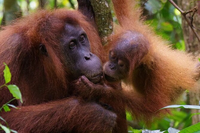 TOUR PACKAGE (Taxi, Room, Jungle Trekking) 3 Days in BUKIT LAWANG - Traditional Rafting Back to Bukit Lawang: A Fun Reset After Walking