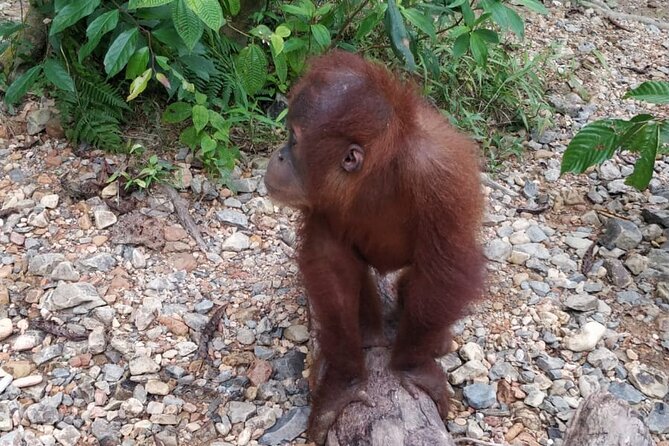 TOUR PACKAGE (Taxi, Room, Jungle Trekking) 3 Days in BUKIT LAWANG - Where the Value Really Comes From: Price, Inclusions, and Day Flow