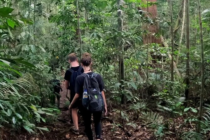 TOUR PACKAGE (Taxi, Room, Jungle Trekking) 3 Days in BUKIT LAWANG - Timing, Group Size, and How to Get More From the Day