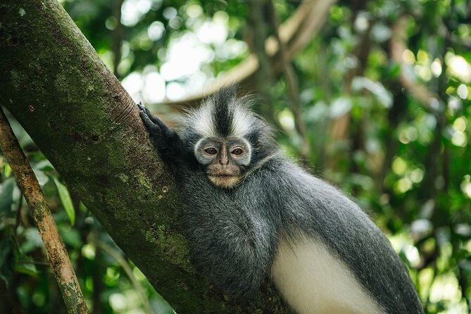 TOUR PACKAGE (Taxi, Room, Jungle Trekking) 3 Days in BUKIT LAWANG - Who This 3-Day Package Is Best For