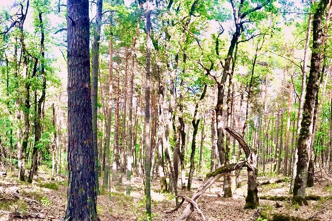 Tour with the Mountain Train, Trek to Mystic Forest and Castle - Key points to know before you go