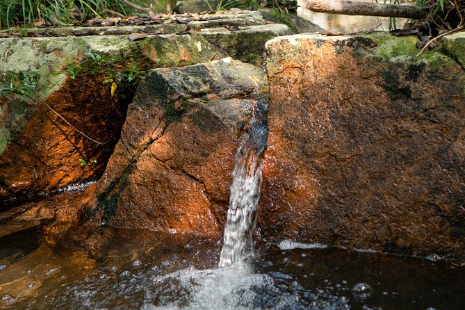 Trek Nui Chua Experience 2D1N, Night in the Jungle - Vinh Hy Bay - Food that keeps you moving: Doai vegetarian meals and jungle BBQ