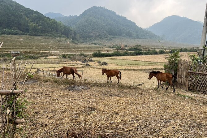 Trekking Ban Gioc Waterfall to Hidden Village on Unique Route - Where You Stay and How Day 1 Ends: Khuoi Ki Stones Village