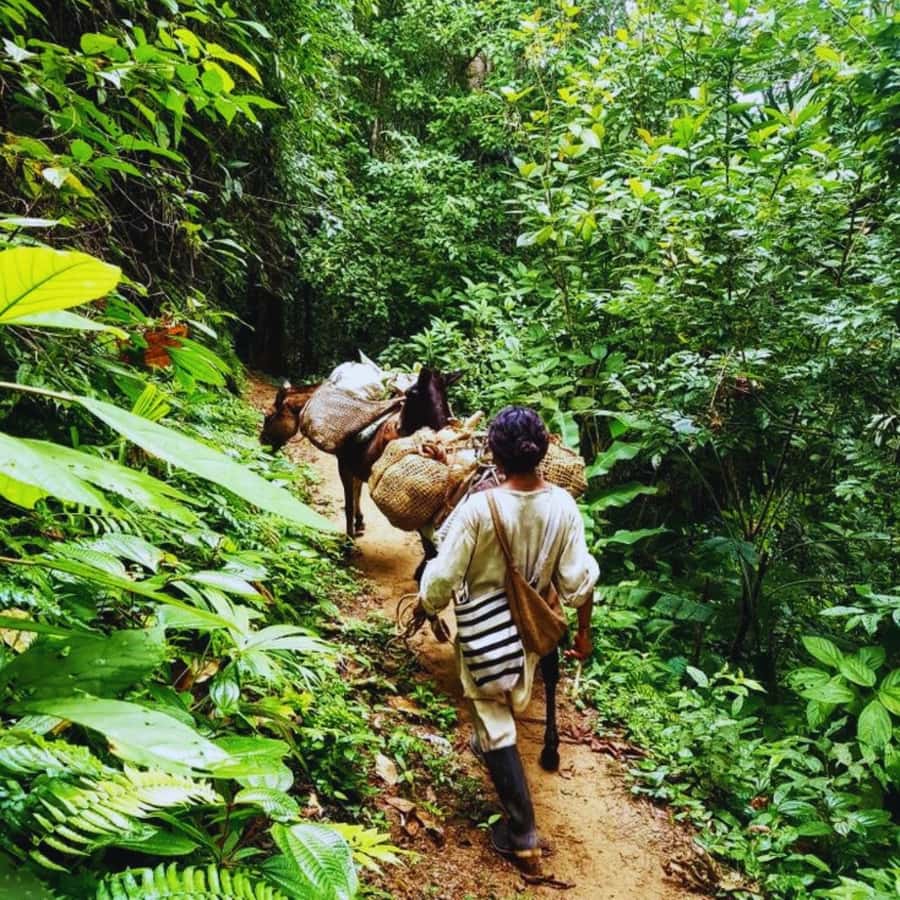 Trekking History and Indigenous Heritage in Minca + Cacao & Coffee + Waterfall - Where this trek actually takes you: Minca’s indigenous roots and jungle pace