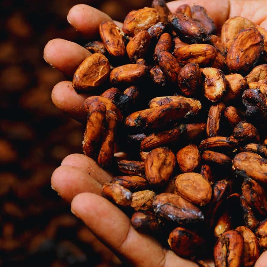 Trekking History and Indigenous Heritage in Minca + Cacao & Coffee + Waterfall - Difficulty and who it fits (and who should skip it)