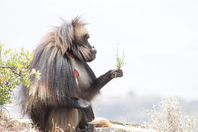 Trekking in Ethiopia's Lalibela Wollo Highland 4 Days / 3 Nights - Price and value: what $500 covers (and why it can be fair)