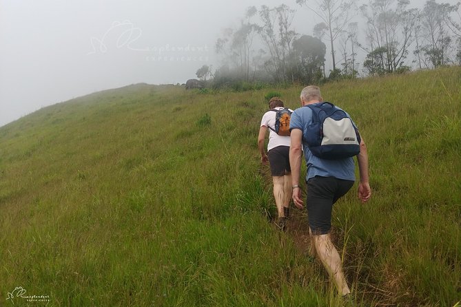 Trekking in Munnar - The walk back through tea fields: finishing with easy scenery