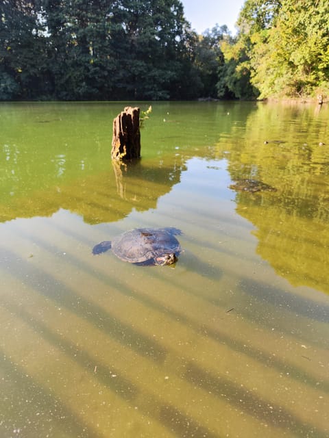 Trekking in the Wood with picnic on the turtles lake - Why Boscoincitta feels like a reset button in Milan