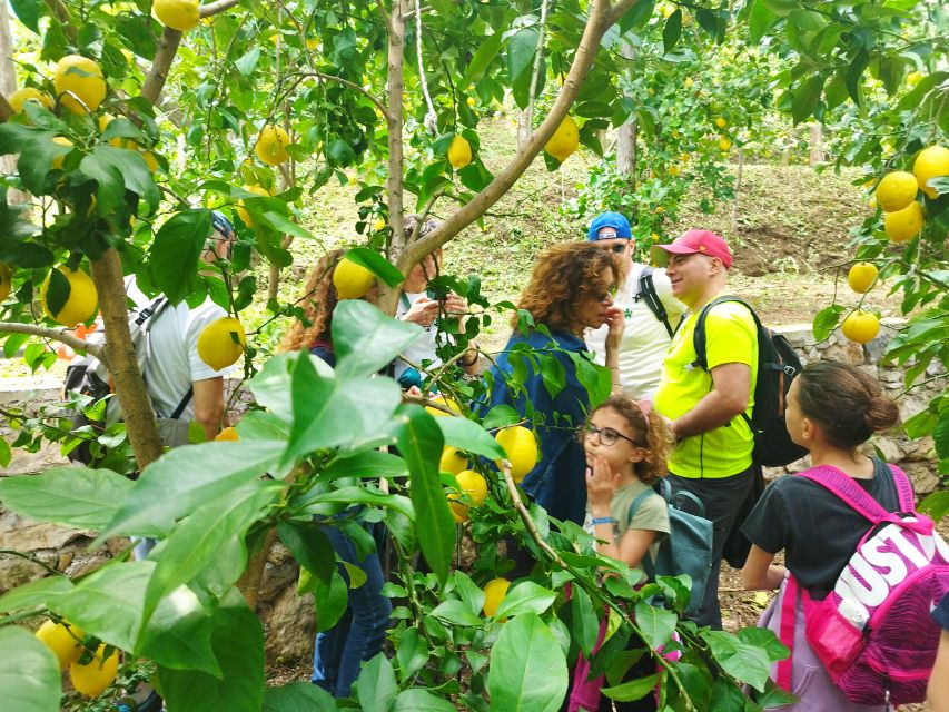 Trekking Lemon Tour - Monte Falerio and the winery pause for local bites