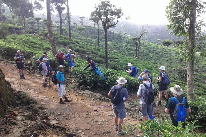 Trekking & Picnic in The Tea Plantation From Ella, Haputale & Bandarawela - Bandarawela to Haputale: how the half-day actually flows