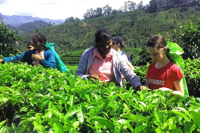 Trekking & Picnic in The Tea Plantation From Ella, Haputale & Bandarawela - Guide quality is a big deal here, not a minor detail