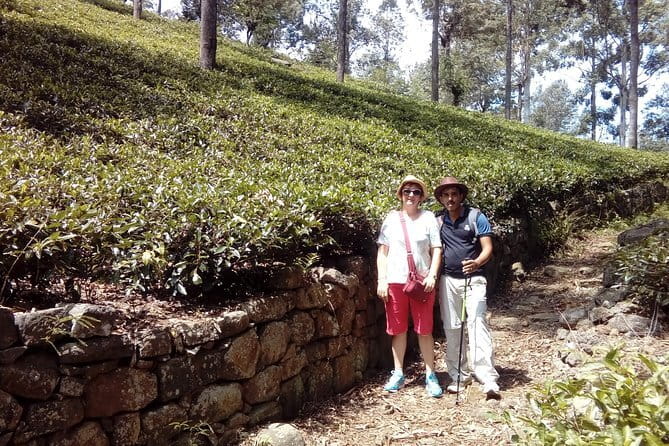 Trekking & Picnic in The Tea Plantation From Ella, Haputale & Bandarawela - Trekking through High Tea Country: what you do on the trail