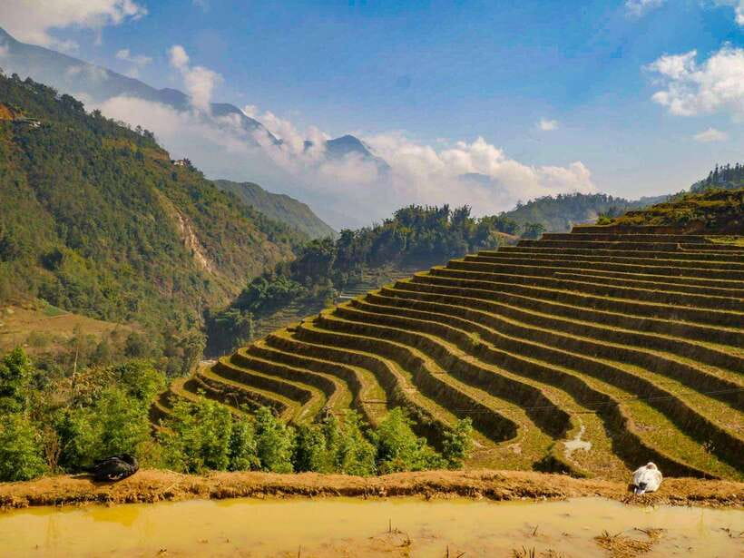 Trekking Sapa 1 Day With Local Guide, Terraced Rice Fields - Muong Hoa hanging bridge and bamboo forest climb