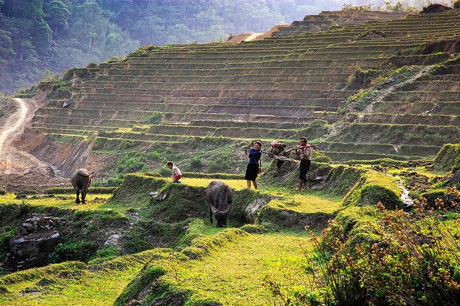 Trekking Through Rice Terraced Fields - 1Day - Should you book this trek?