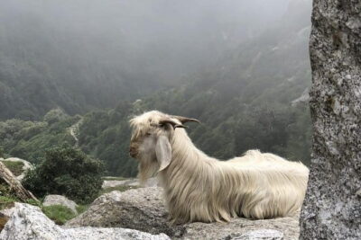 Triund Trek - Day 1: The Hike to Triund Hill and Your First Mountain Views