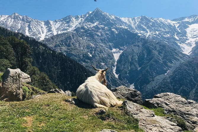 Triund Trek with Manu Adventures India - Day 1: the 4-hour forest climb toward Triund