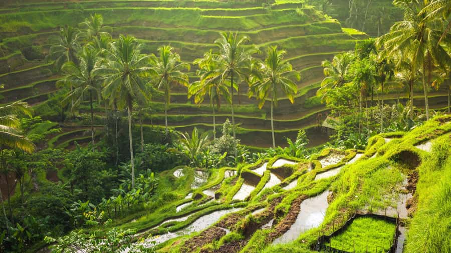 Ubud: Rice Terrace, Holy Water Temple & Waterfalls Trek Tour - Key Points You’ll Want to Know