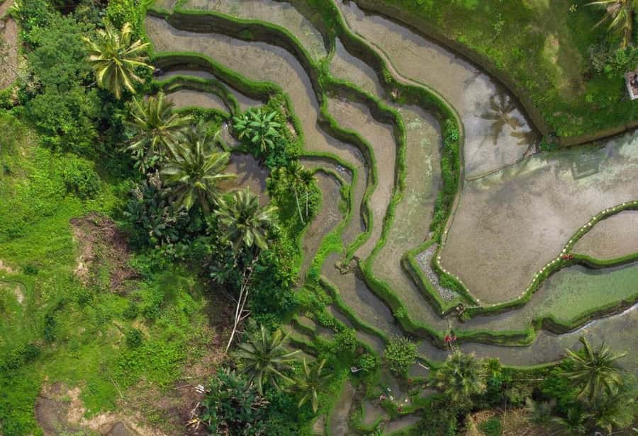 Ubud: Rice Terrace, Holy Water Temple & Waterfalls Trek Tour - Tibumana Waterfall: Cool Down With Jungle Water and a Short Trek