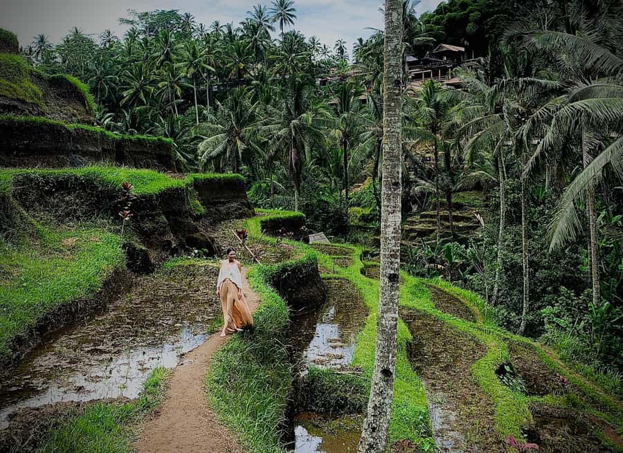 Ubud: Rice Terrace, Holy Water Temple & Waterfalls Trek Tour - Guides, Transport, and WhatsApp: The Small Things That Matter