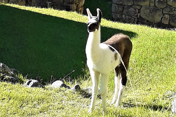Ultimate Lares Trek & Inca Trail 5 days - The Short Inca Trail to Machu Picchu: Chachabamba to Wiñay Huayna to Sun Gate