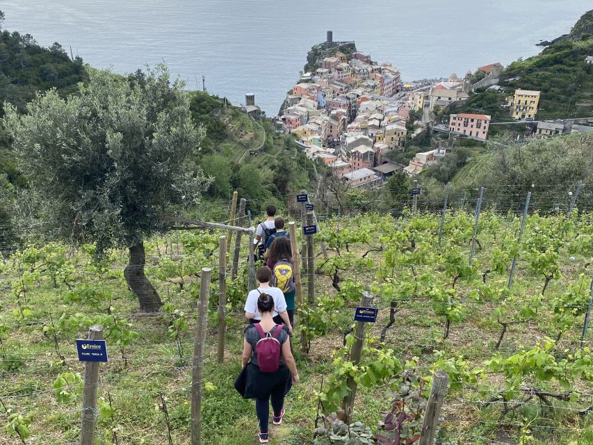 Vernazza: Panoramic Vineyard Trekking Tour w/ Wine Tasting - Who This Tour Fits Best (and Who Should Skip It)