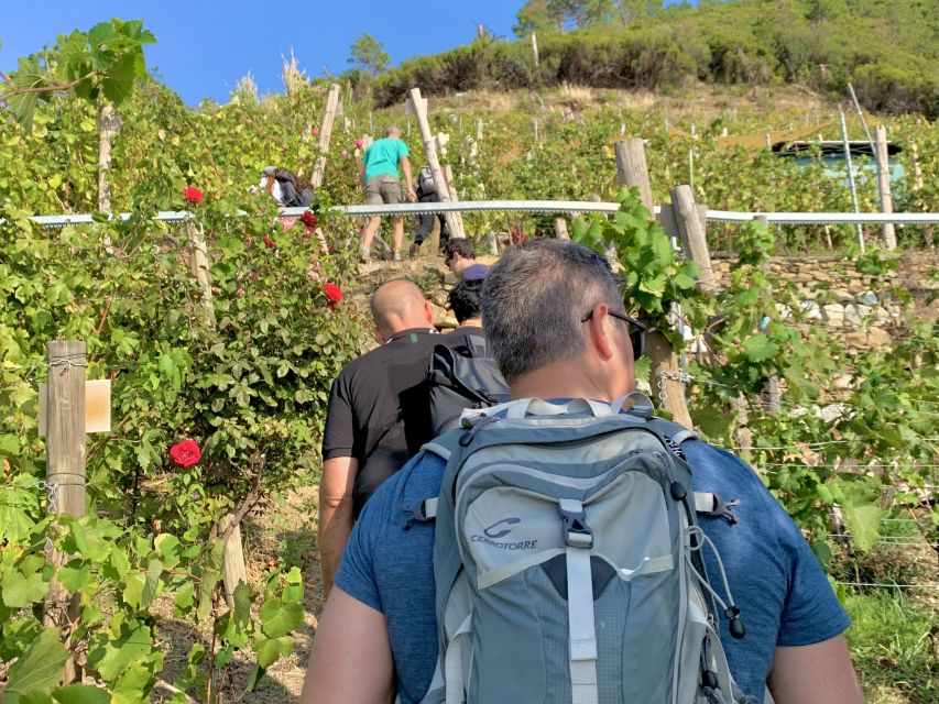 Vernazza: Panoramic Vineyard Trekking Tour w/ Wine Tasting - The Walk Up to Eroico Vineyard: Steep Stairs, Real Views