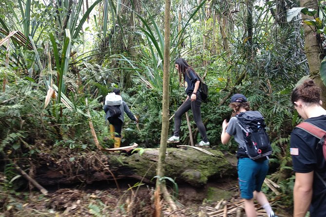 volcano hike and jungle trekking adventure - Price and value: what you really get for $76.89