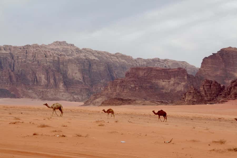 Wadi Rum: 2nights|3Day all-inclusive BedouinDesertExperience - Day 1: 4x4 highlights, Bedouin tea stops, and a real desert evening