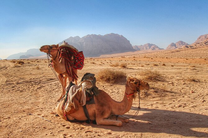 Wadi Rum: Camel Trek Adventure - Comfort tips that help you enjoy every stop (and not count the minutes)