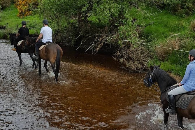 Wicklow Mountains Horse Trekking - Cantering opportunities, plus those lakeside moments on the property