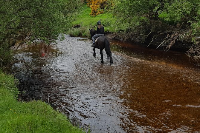 Wicklow Mountains Horse Trekking - Starting at Hollywood Horse and Pony Trekking (10:00 am, Bishopsland)