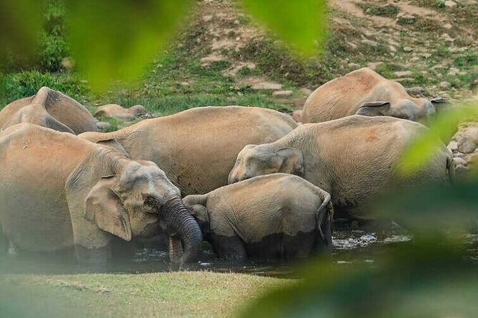Wild Elephant Anakulam & Waterfalls Tour(munnar valley Trekking) - A Munnar Day Built Around Wild Elephants and Waterfalls
