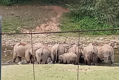 Wild Elephant Anakulam & Waterfalls Tour(munnar valley Trekking) - Letchmi Tea Estate: The Best Way to Understand Munnar’s Main Crop